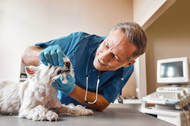 Best Emergency Treatment for Dental Infections or Abscesses in Ellitt, CO
